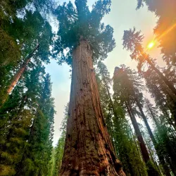 Sequoia and Kings Canyon National Parks - California