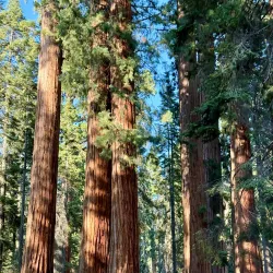 Sequoia and Kings Canyon National Parks - California