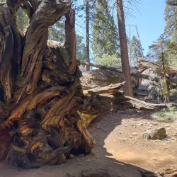 Sequoia and Kings Canyon National Parks - California