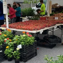 Catonsville Farmers Market - Catonsville