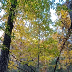 Greenbelt Park - College Park