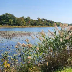 Lake Artemesia Natural Area - College Park