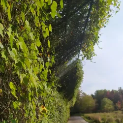 Paint Branch Trail - College Park