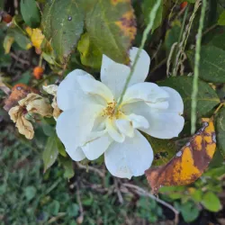 Riverside Park - Cumberland