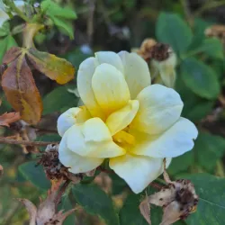 Riverside Park - Cumberland