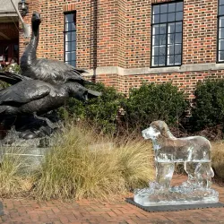 Waterfowl Festival - Easton