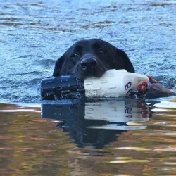 Waterfowl Festival - Easton