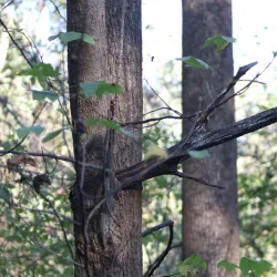 Trolley Line #9 Trail - Ellicott City