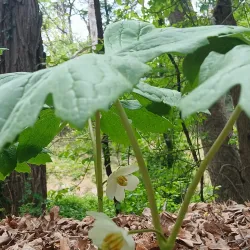 Trolley Line #9 Trail - Ellicott City