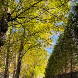 Trolley Line #9 Trail - Ellicott City