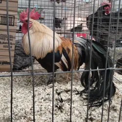 Frederick Fairgrounds - Frederick