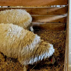 Frederick Fairgrounds - Frederick