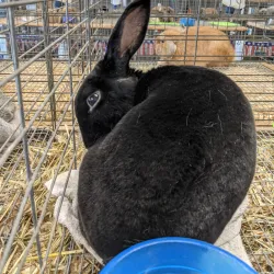 Frederick Fairgrounds - Frederick