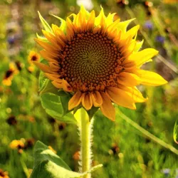 Toadshade Wildflower Farm - Frederick