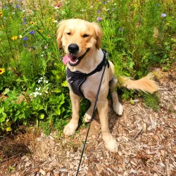 Toadshade Wildflower Farm - Frederick