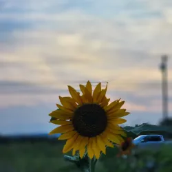Toadshade Wildflower Farm - Frederick