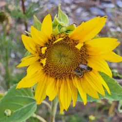 Toadshade Wildflower Farm - Frederick