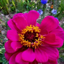 Toadshade Wildflower Farm - Frederick