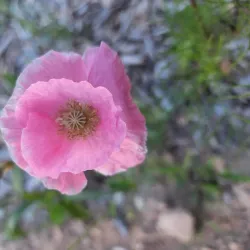 Toadshade Wildflower Farm - Frederick