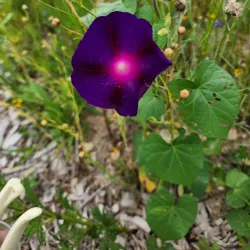 Toadshade Wildflower Farm - Frederick