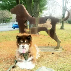 Kentlands Dog Park - Gaithersburg