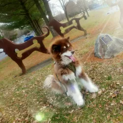 Kentlands Dog Park - Gaithersburg