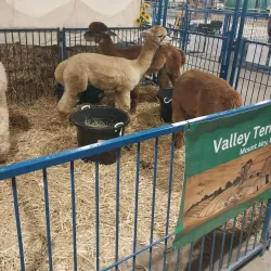 Timonium Fairgrounds - Hunt Valley