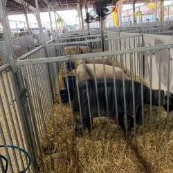 Timonium Fairgrounds - Hunt Valley