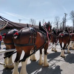 Timonium Fairgrounds - Hunt Valley