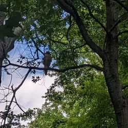 Historic Hyattsville Walking Tour - Hyattsville