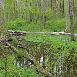 Northwest Branch Trail - Hyattsville