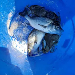 Patuxent River Naval Air Station - Lexington Park