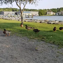 North East Community Park - North East