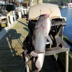 North East Marina - North East