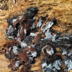 Liberty Reservoir - Owings Mills