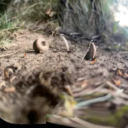 Owings Mills Community Park - Owings Mills