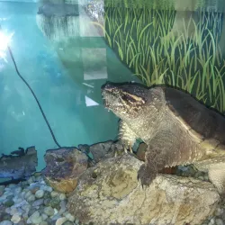 Croydon Creek Nature Center - Rockville