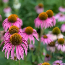 King Farm Park - Rockville