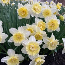 King Farm Park - Rockville