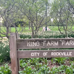 King Farm Park - Rockville