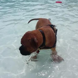 Rockville Swim and Fitness Center - Rockville