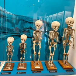 National Museum of Health and Medicine - Silver Spring