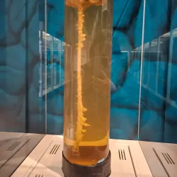 National Museum of Health and Medicine - Silver Spring