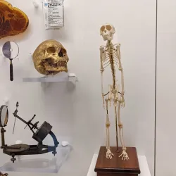 National Museum of Health and Medicine - Silver Spring