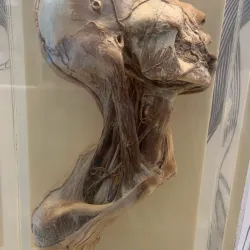 National Museum of Health and Medicine - Silver Spring