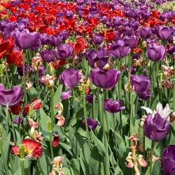 Wheaton Regional Park - Silver Spring