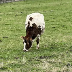 Historic Oxon Hill Farm - Temple Hills