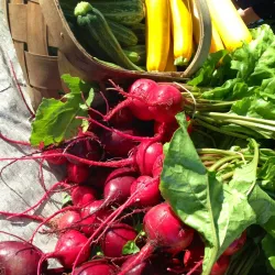 Abington Farmers Market - Abington