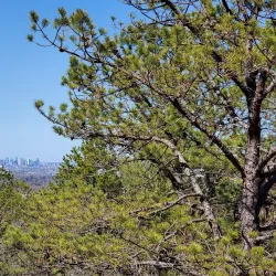 Chickatawbut Hill Conservation Area - Abington