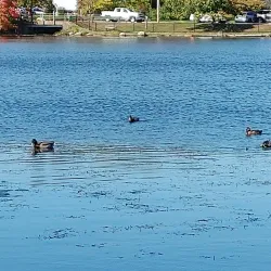 Island Grove Park - Abington